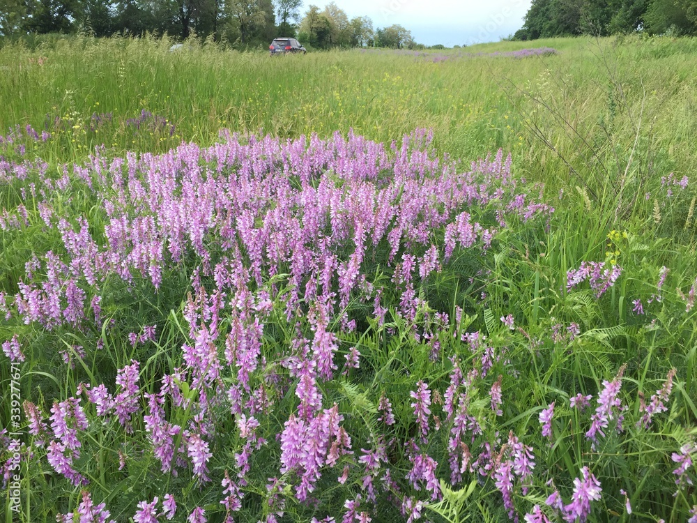 Obraz premium lavender field in the spring