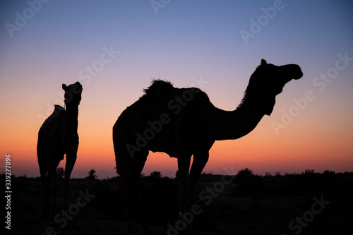 Sunset over camels in the That desert  India