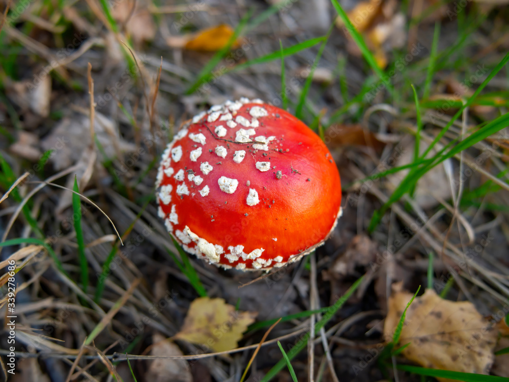 Little fly agaric mushrooms or Amanita muscaria