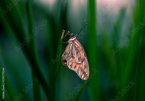butterfly