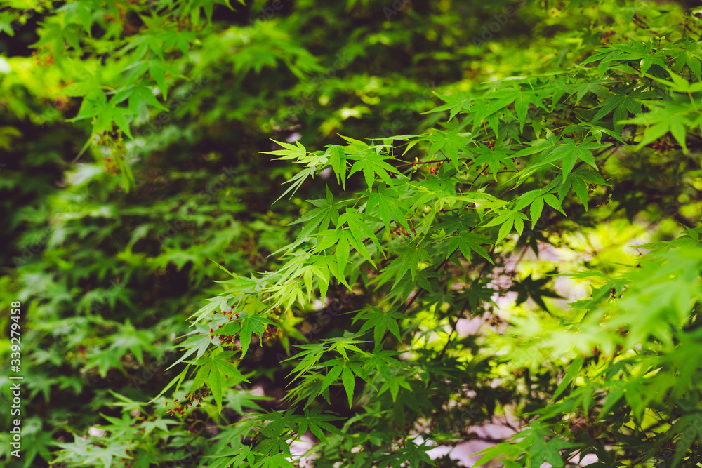 Fresh spring background. Maple branch. Green foliage of Japanese maple. Natural background of maple leaves in the sun rays Fresh spring background. Maple branch. Green foliage of Japanese maple. Natural background of maple leaves in the sun rays