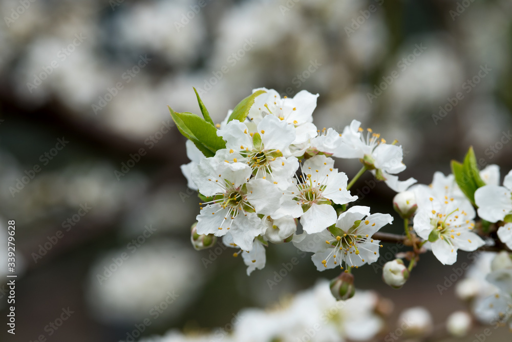fiori bianchi di susino in periodo primaverile fiori bianchi di susino in periodo primaverile