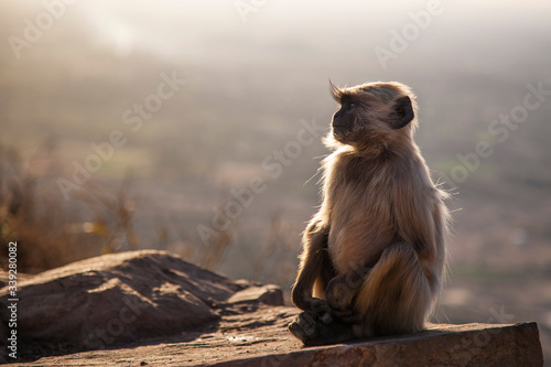 Canvas Print Sunset over a grey langur monkey in Pushkar, India