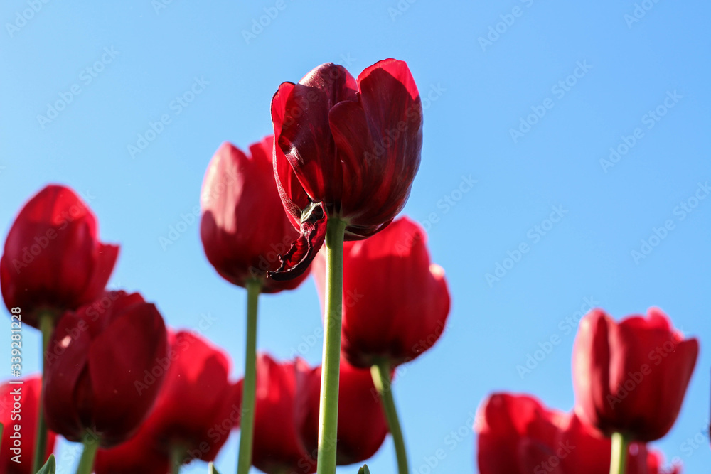 Obraz premium Red tulips. Istanbul tulip festival.