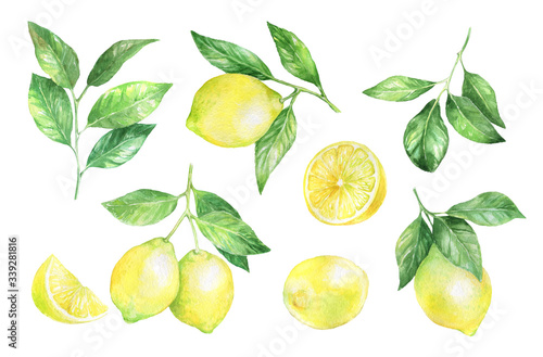 Watercolor illustration with lemons and leaves. 