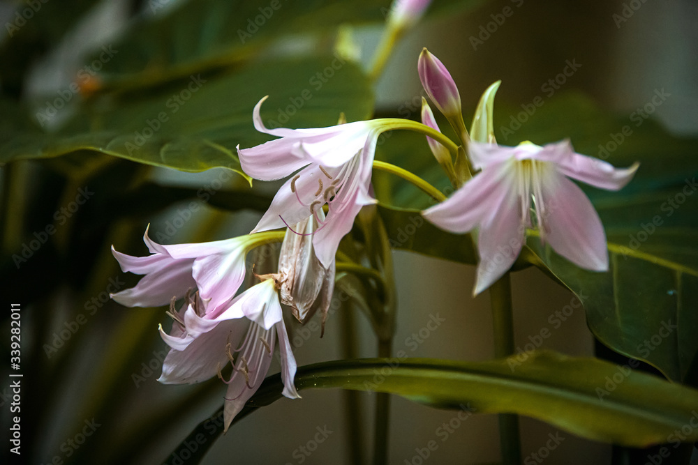 Pink flowers