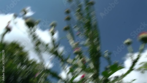 Oset na tle błękitu nieba