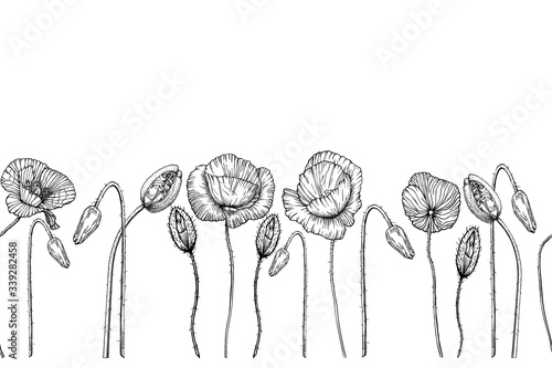 Seamless floral border with poppies. Black contours of wildflowers on a white background. Vector horizontal drawing. Illustration by hand.