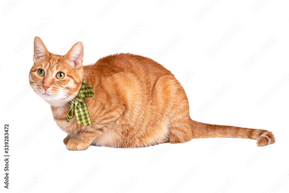 Red cat with a bow on his neck sitting on a white background