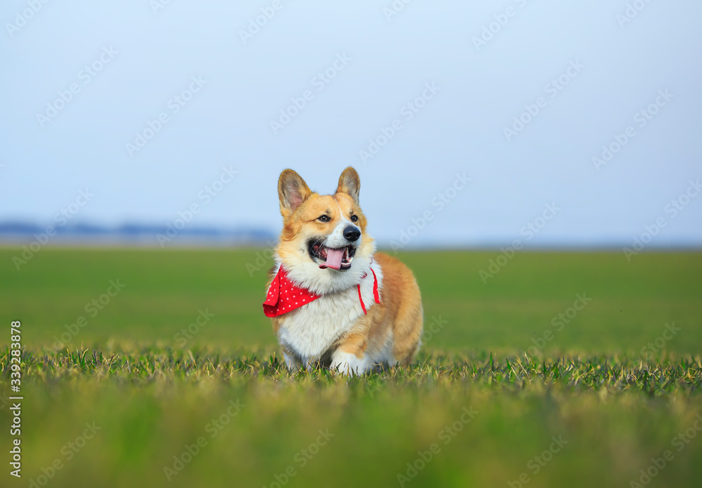 funny red Corgi dog puppy in walking on the green grass on a Sunny spring day in a meadow with his tongue hanging out funny red Corgi dog puppy in walking on the green grass on a Sunny spring day in a meadow with his tongue hanging out