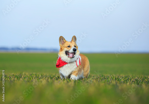 funny red Corgi dog puppy in walking on the green grass on a Sunny spring day in a meadow with his tongue hanging out