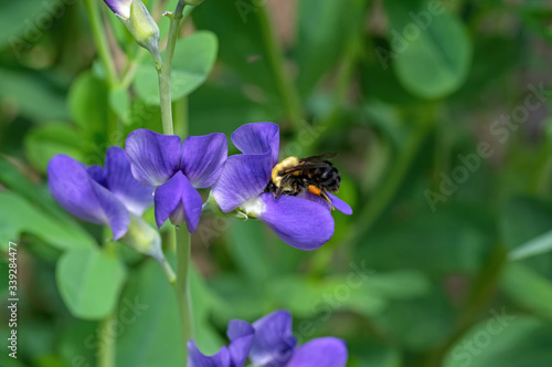 Bumblebee feeding on blue false indigo known as blue wild indigo on a cloudy day in the garden. It is a flowering plant that is toxic.