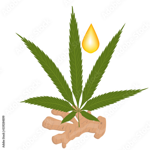 Cannabis leaf, ginger root, drop of honey - isolated on white background - vector. Product for the immune system. Health care. Preventive measures.