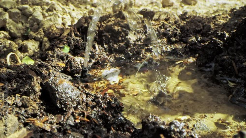 Macro dolly across wet dirt to drip irrigation nozzel spraying an arc of water photo