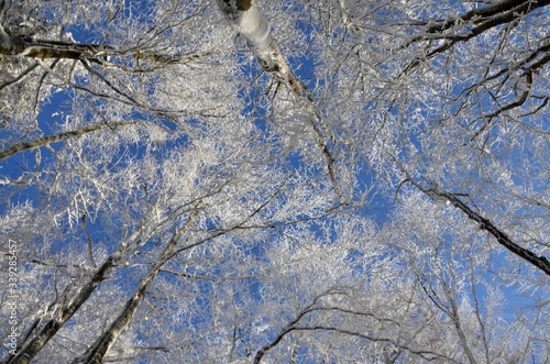 Fototapeta Naklejka Na Ścianę i Meble -  w koronach drzew, patrząc w niebo, eye the sky