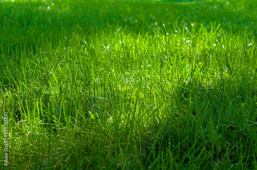 Background from green, juicy grass on field, spring meadow nature, bright seasonal outdoor lawn, lush, soil cover.