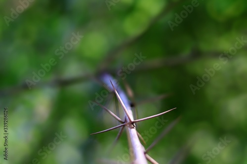 thorn branch in focus 