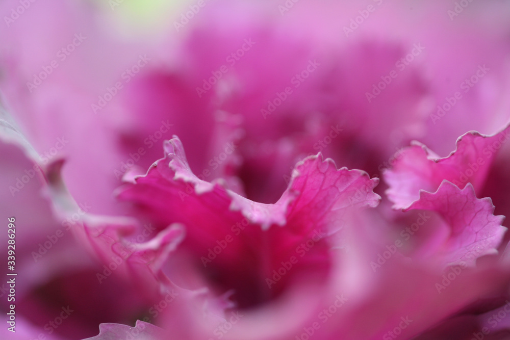 close up of pink flower close up of pink flower