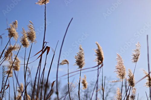reed against blue sky