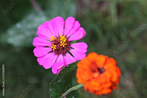 closeup pink and orange flowers