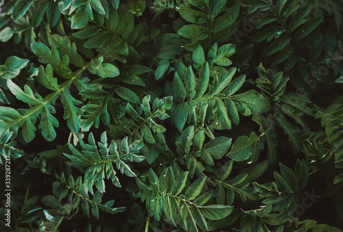 Green leaves pattern background  Natural background and wallpaper.  Abstract green leaves texture. Flat lay