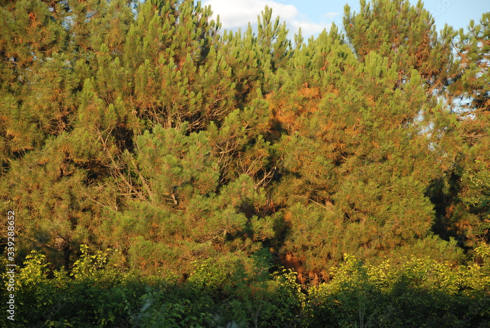Fototapeta premium pine forest