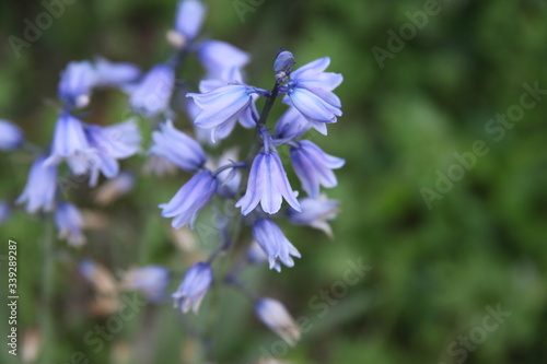 closeup purple flower in field 