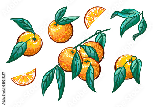 Collection of orange branches on a white background. Fruit wreath, orange slices Vector set.
