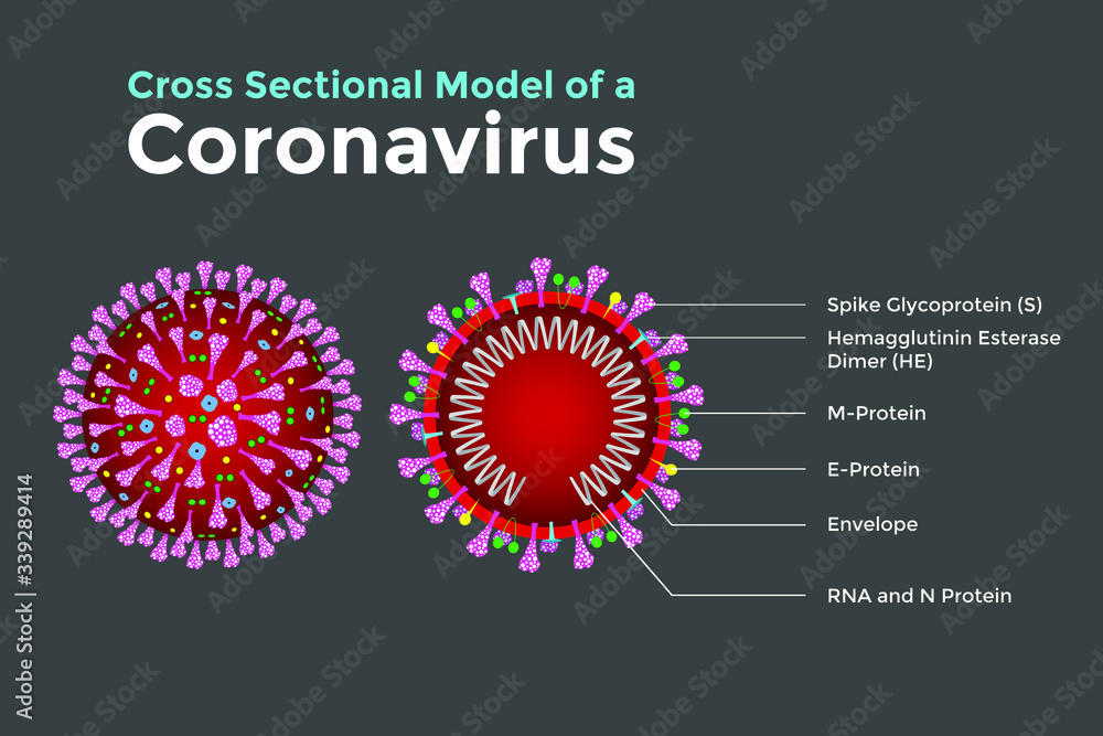 Coronavirus's are large pleomorphic spherical particles with bulbous surface projections. Concept Cross sectional model of a coronavirus Coronavirus's are large pleomorphic spherical particles with bulbous surface projections. Concept Cross sectional model of a coronavirus