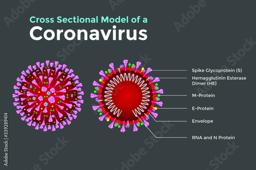Coronavirus's are large pleomorphic spherical particles with bulbous surface projections. Concept Cross sectional model of a coronavirus