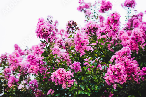 Tree with pink flowers in white background