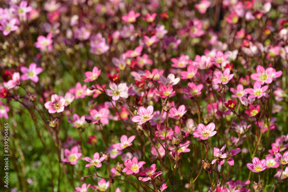 Saxifrage Saxifrage