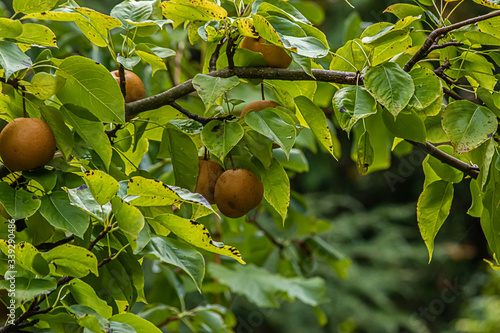 pear apples growing on tree in orchard in sunlight