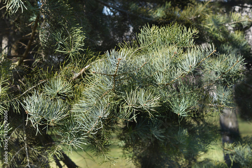 Colorado white fir