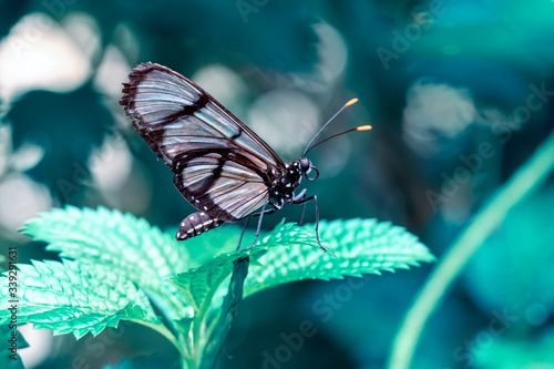 Closeup beautiful butterfly in a summer garden