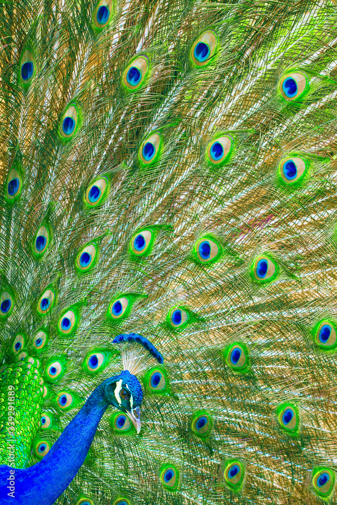 Obraz premium majestic blue peacock with its green tail unfolded