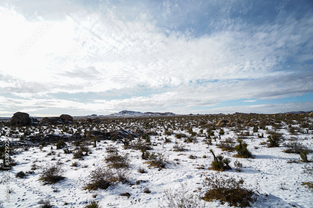Joshua Tree covered in snow 