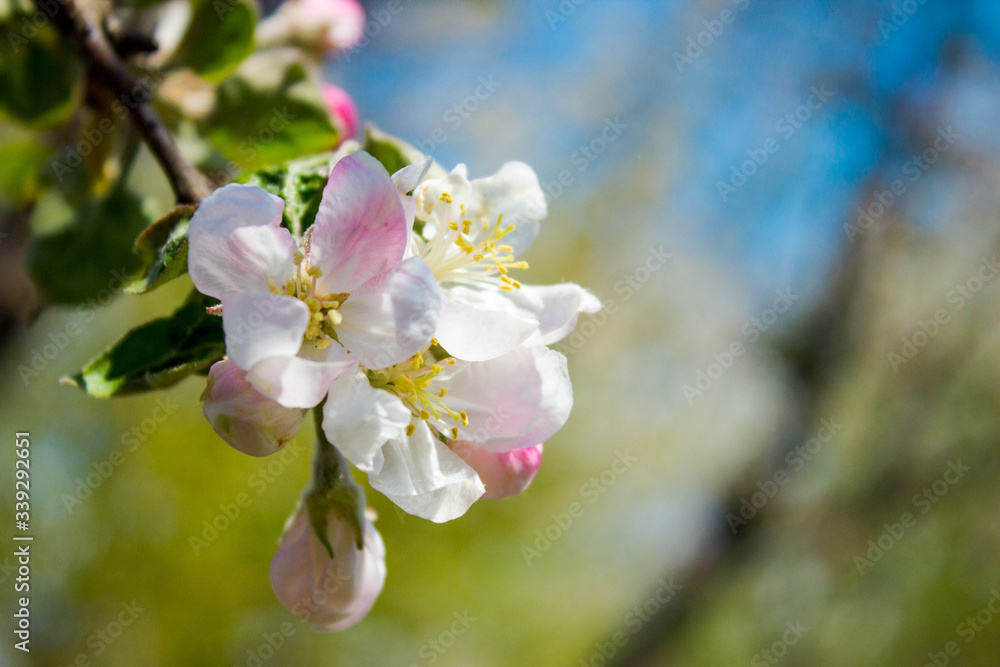 A gentle spring background for a postcard with a branch of a blooming Apple tree in the garden. Texture of blooming pink Apple blossoms in spring with close-up detail against a blue sky, with backgrou