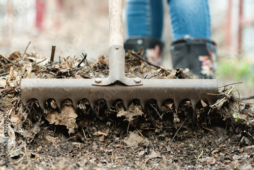 Wallpaper Mural Woman is cleaning a fallen leaves with a rake close up. Torontodigital.ca
