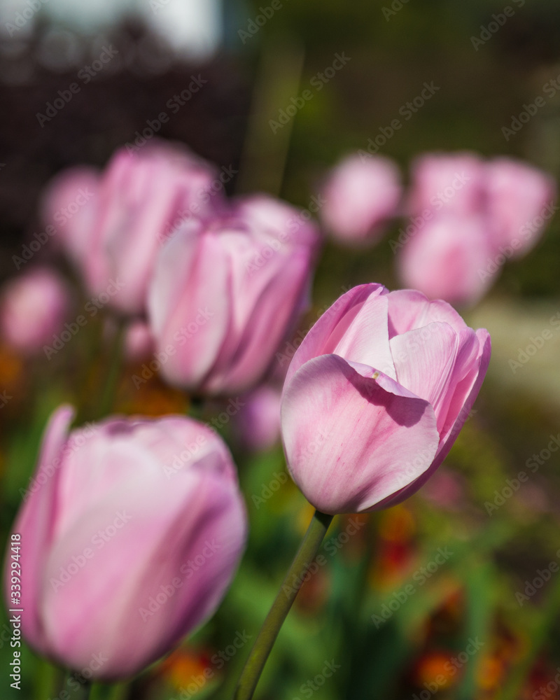 Fototapeta premium Pink tulips