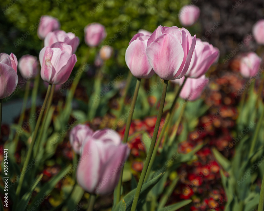 Fototapeta premium Pink tulips
