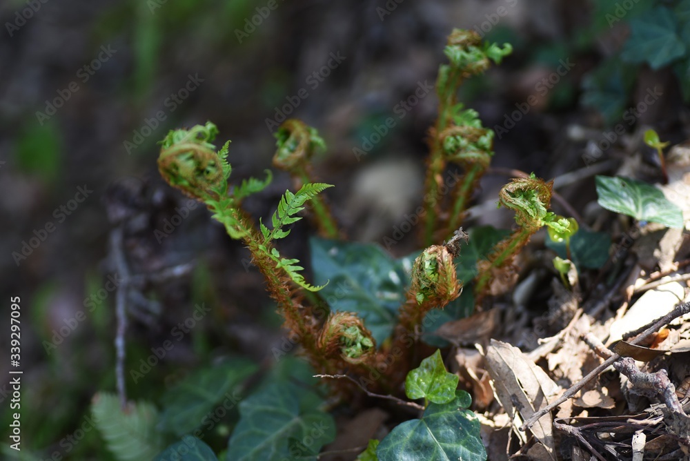 Fern (Pteridophyte) sprouts / Seedless rascular plant Fern (Pteridophyte) sprouts / Seedless rascular plant