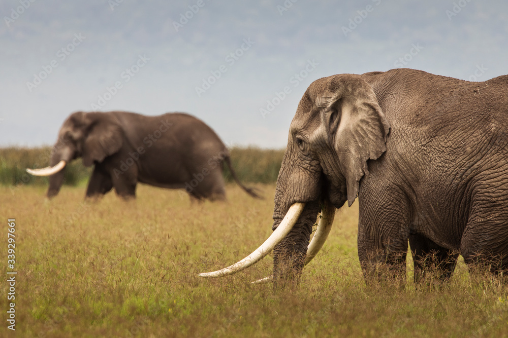 Elephants in the grass during safari in Ngorongoro National Park, Tanzania