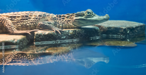 Wallpaper Mural Spectacled Caiman Caiman crocodilus . the Caiman is perched on a rock. Side view. Close-up portrait. Torontodigital.ca