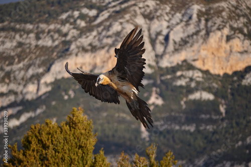 Wild Bearded Vulture flying.