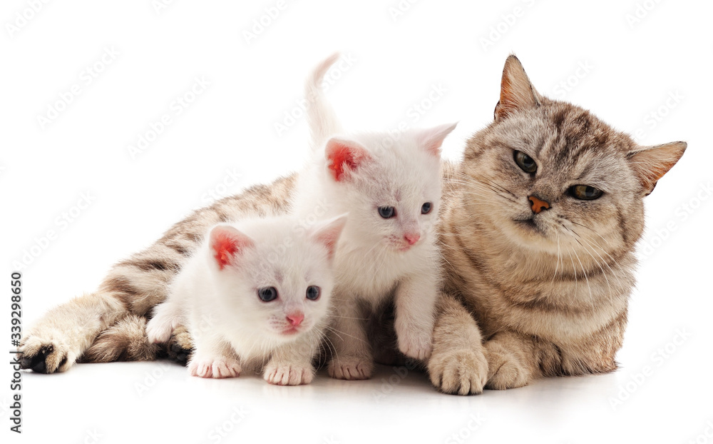 Cat with kittens.