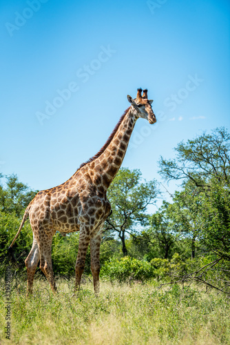 Wild giraffe during a safari in the Kruger National Park  Mpumalanga  South Africa