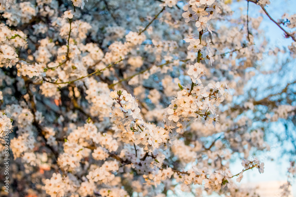 Beautiful spring cherry blossom, flower background, pink and white blossoming tree on blue sky. Copy space for your creative design Beautiful spring cherry blossom, flower background, pink and white blossoming tree on blue sky. Copy space for your creative design