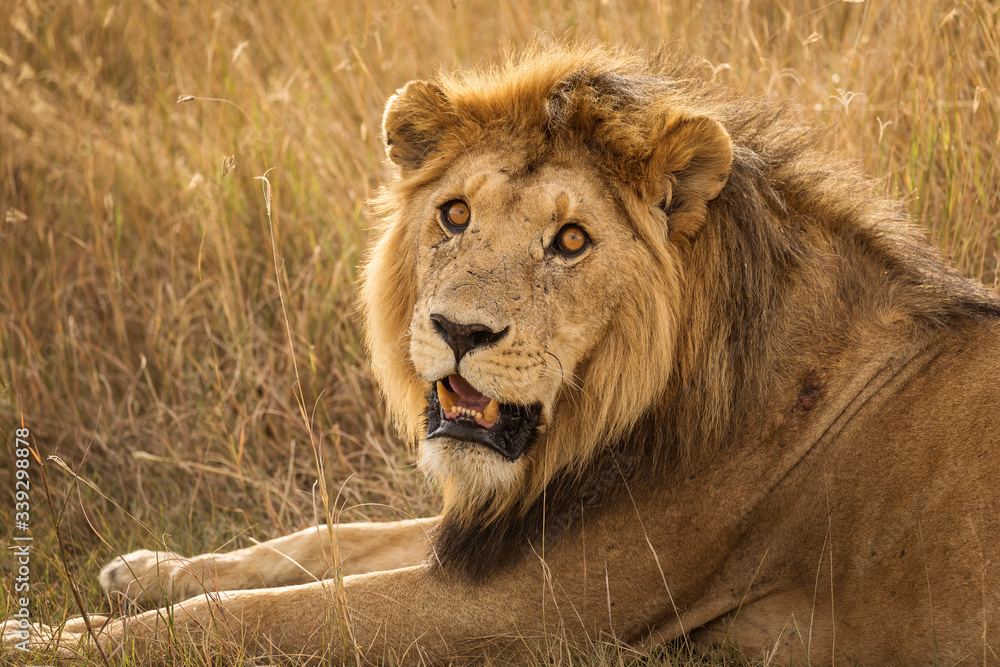 Fototapeta premium Portrait of a lion in Serengeti National Park in Tanzania during safari
