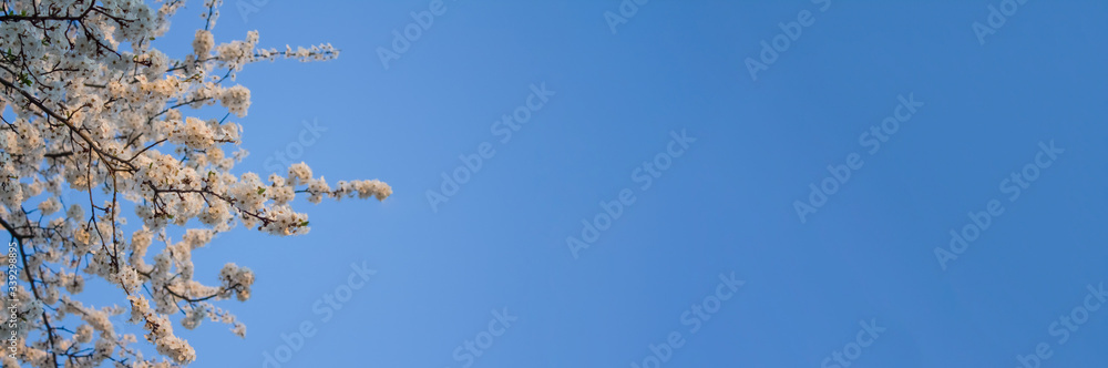 Banner with beautiful spring cherry blossom, flower background, pink and white blossoming tree on blue sky. Copy space for your creative design Banner with beautiful spring cherry blossom, flower background, pink and white blossoming tree on blue sky. Copy space for your creative design